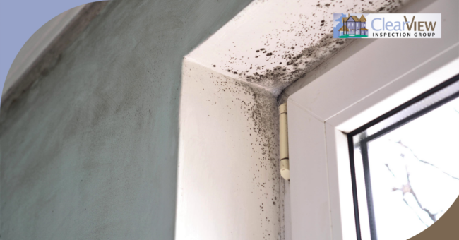 Clear View Inspection Group (16) Black mold growth around a window frame and ceiling corner due to excess moisture and poor ventilation.