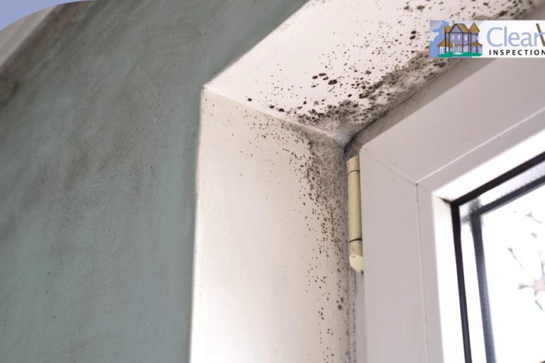 Clear View Inspection Group (16) Black mold growth around a window frame and ceiling corner due to excess moisture and poor ventilation.